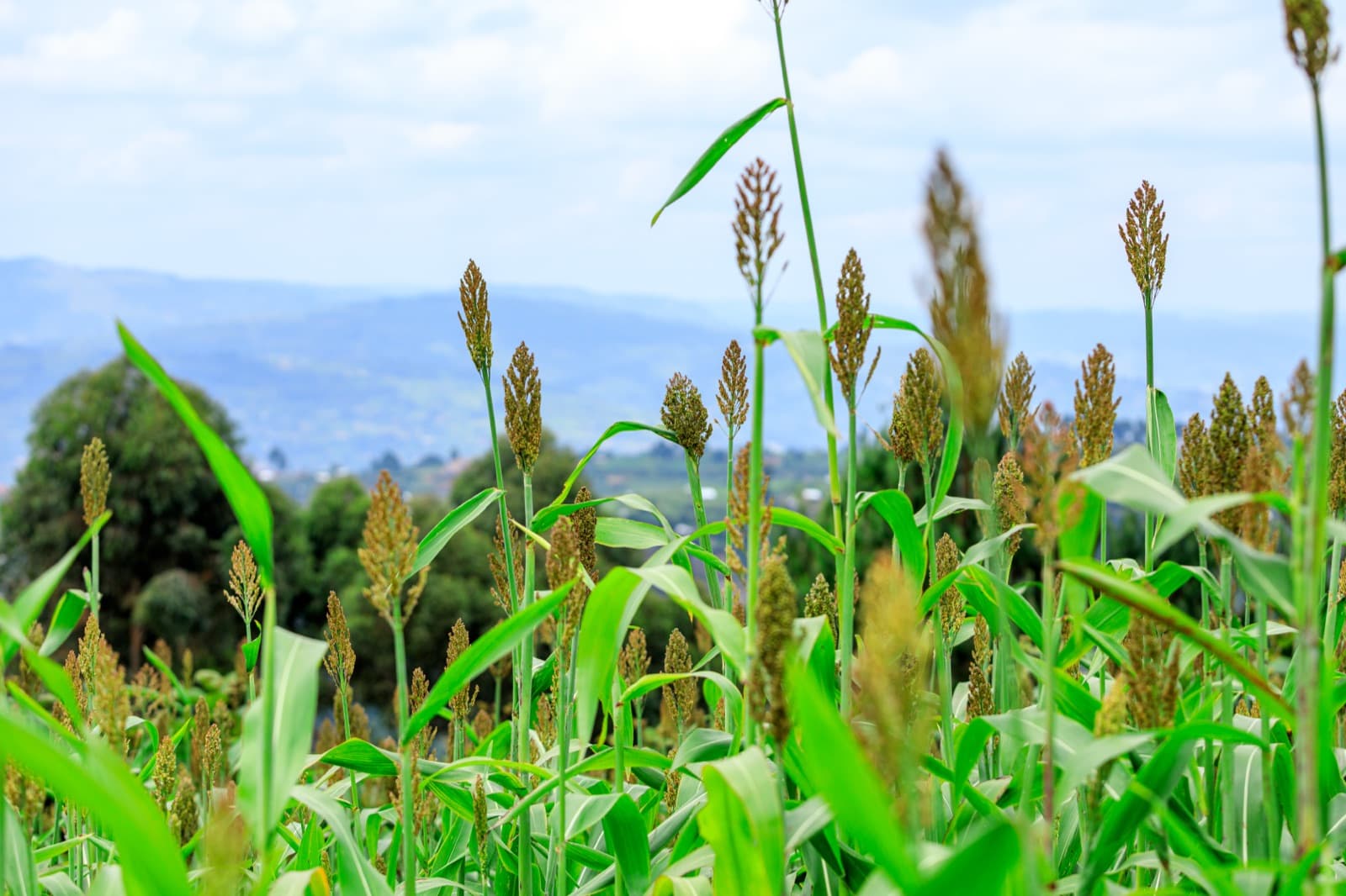 The hills of Kigezi